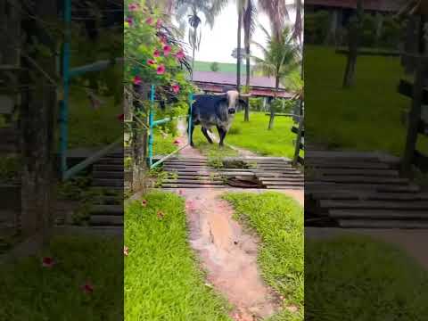Um pet diferente. #agro #pets #fofo #animals #gado #nelore #boi #brasil #animaisengraçados #fofo