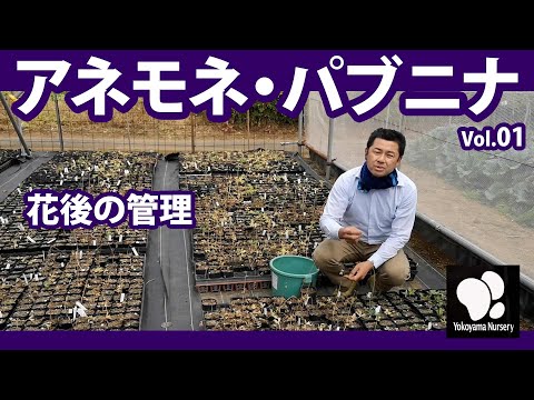 園芸 ギリシャのアネモネ