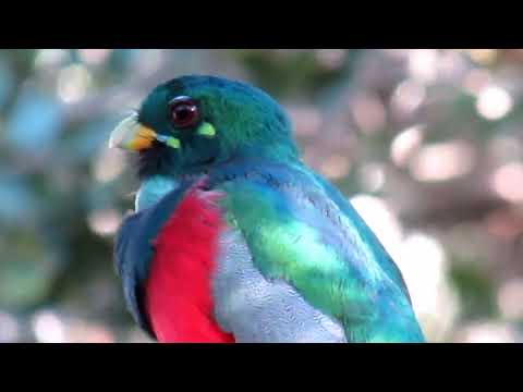 Narina Trogon calling
