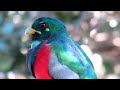 Narina Trogon Calling