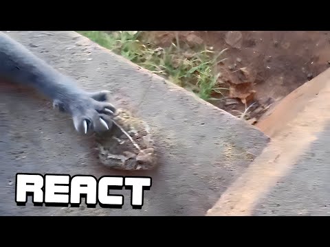 React: UNUSUAL MEMES COMPILATION V239