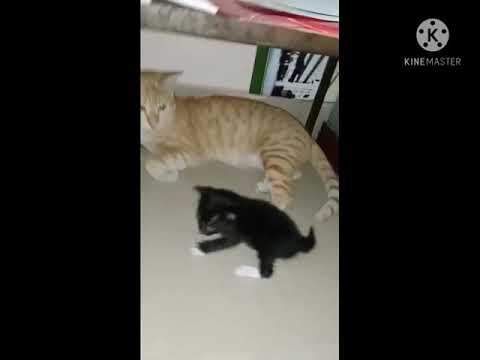 cat fighting