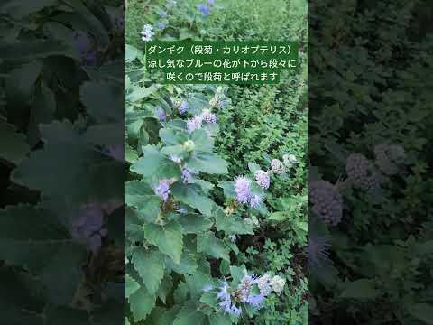 【まちかど花壇】 ダンギク（段菊・カリオプテリス）涼し気なブルーの花が下から段々に咲くので段菊と呼ばれます日本では自生種が激減しているようです