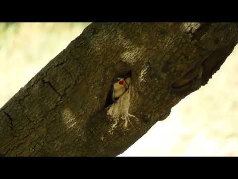 Golondrina Ceja Blanca (Tachycineta leucorrhoa) alimentando pichones RECU - 23/10/2025