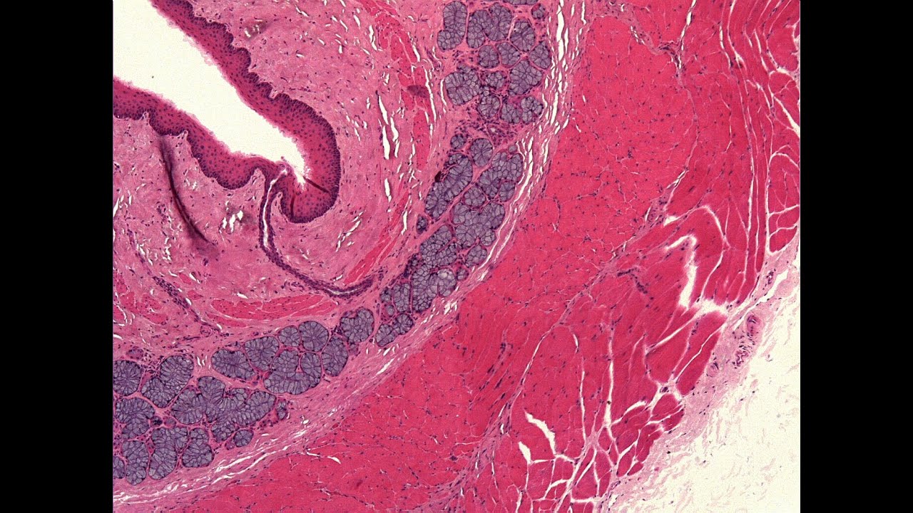 Aula Sistema Digestório: organização geral do tubo digestório, esôfago, rúmen, retículo e omaso