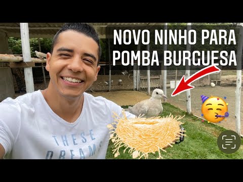 , title : 'Novo ninho para pomba burguesa | Agaporne solto | Faisão Bravo | Aves Recriar'