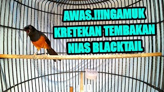 Download lagu KRETEKAN dan TEMBAKAN murai batu NIAS BLACKTAIL 100%SUKSES bikin Murai Batu DIAM jadi GACOR DOR mp3