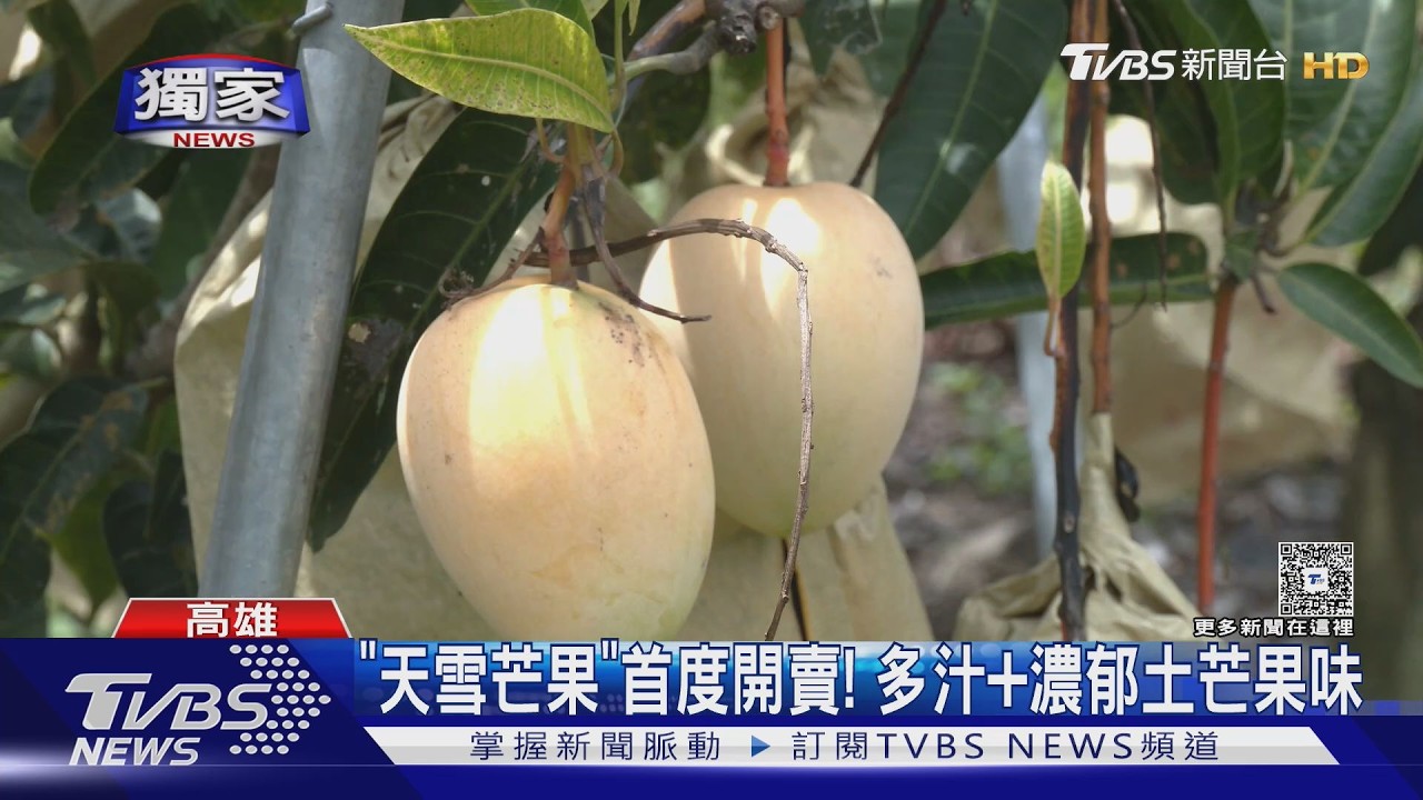 獨家影音／高雄果農急搶收！天雪芒果「首上市」遇雨劫　1斤賠20元賣出