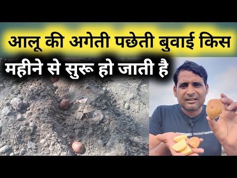 In which month does potato sowing start, early or late? || Aalu ki buvai ageti pacheti || Potato ...