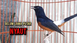 Download lagu murai batu gacor AMPUH buat PANCINGAN murai batu agar bunyi JADIKAN burung murai gacor EMOSI mp3