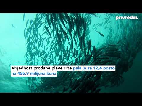 Smanjen ulov i uzgoj morske ribe u 2019.