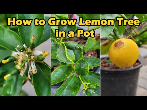 Secrets to Keep Container-Grown Lemon Trees Bloom All Year Round | Air Layered Lemon Trees (盆栽柠檬树)