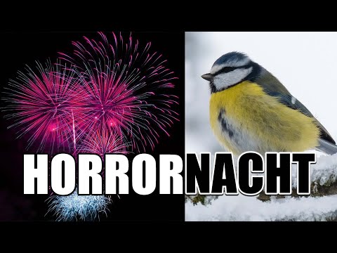 Feuerwerk wegen Tierwohl verbieten?