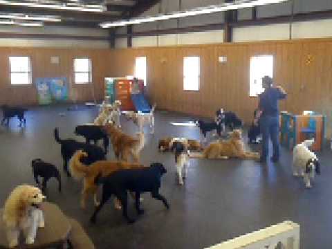 Waggin Tails Junction