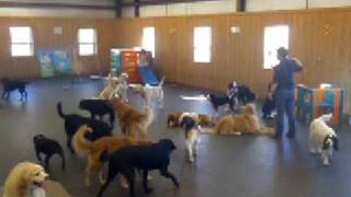 Waggin' Tails Junction Dog Daycare