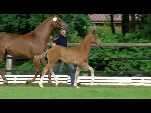 Hf v Danciano x Weltmeyer 2016