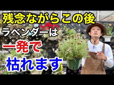 ラベンダー 植物