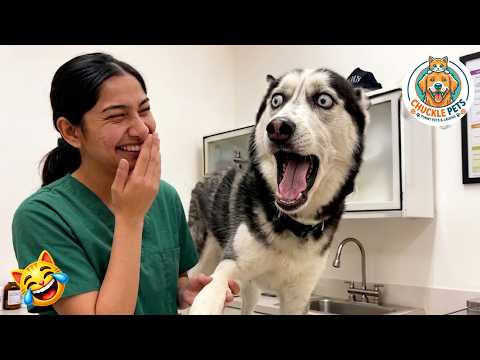 Try not to laugh 😂 Ultimate Funny Cats and Dogs 2026 🐱🐶 #9