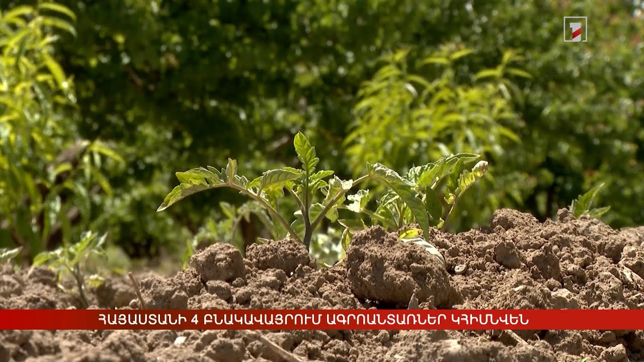 Հայաստանի 4 բնակավայրում ագրոանտառներ կհիմնվեն
