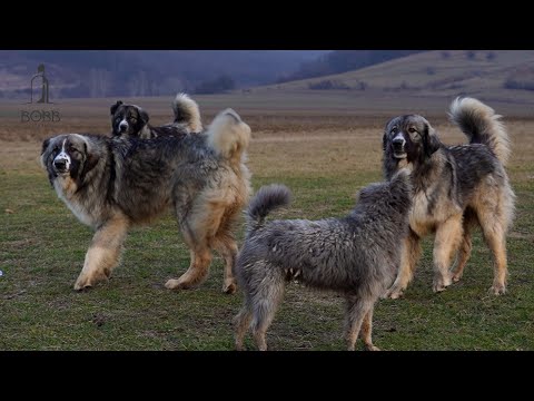 Ciobănescul CARPATIN - Apărătorii oilor împotriva PRĂDĂTORILOR | Loialitate, iubire și curaj!