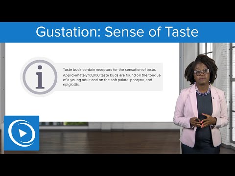Gustation: Sense of Taste – Physiology | Lecturio Nursing