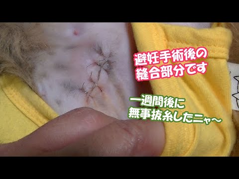 猫が縫合糸を引き裂いてしまいました - どうすればよいですか?