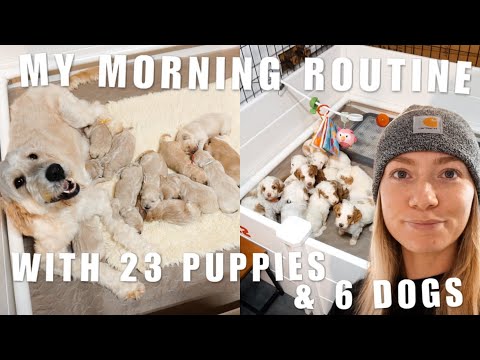 MY MORNING ROUTINE WITH 23 PUPPIES AND 6 DOGS | DOG BREEDER EDITION