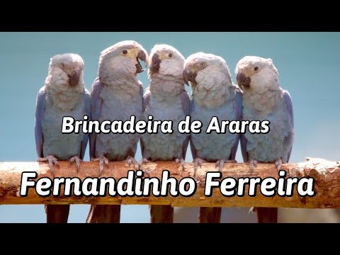 The Spix's macaw song: Fernandinho Ferreira - Brincada de araras