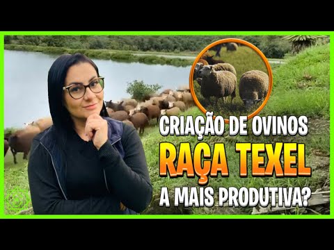 , title : 'A RAÇA DE OVINOS TEXEL | A mais reprodutiva do Mundo!'