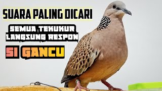 Download lagu Pancingan Suara Burung Tekukur Paling Ampuh MP.3 mp3