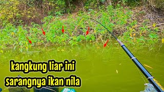 Download lagu ALHAMDULILLAH‼️ NEMU SARANG IKAN NILA DI BAWAH KANGKUNG LIAR || mancing ikan nila di waduk lahor mp3 Download lagu ALHAMDULILLAH‼️ NEMU SARANG IKAN NILA DI BAWAH KANGKUNG LIAR || mancing ikan nila di waduk lahor mp3