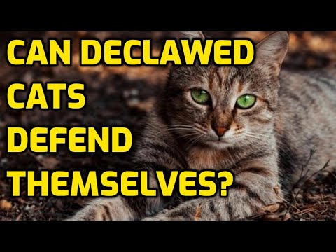 Can A Declawed Cat Survive Outside?