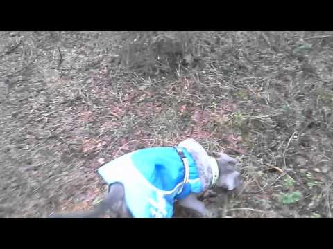 DoggieDog Hunddagis &Stinas Hundpensionat(1)