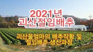 [괴산절임배추]괴산울엄마의 2021년 배추작황과 절임배추 생산과정