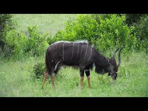 Djuma: Nyala bull - 16:55 - 01/18/2020