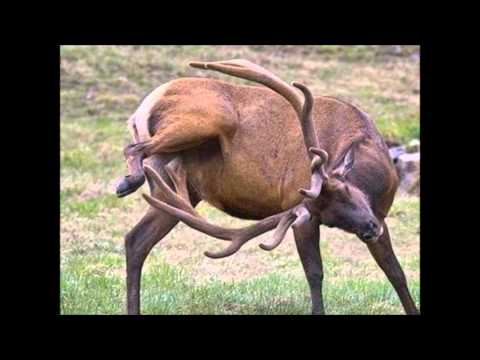 EL CORNUDO MARIO TIERRA (version original)