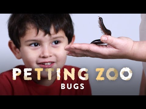 Bugs | HiHo Petting Zoo | HiHo Kids