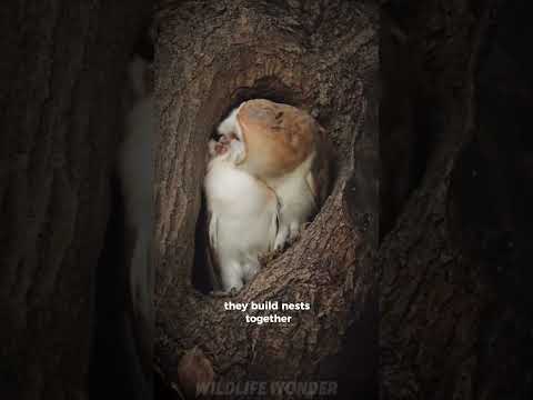 The True Loyalty of a Barn Owl #shortvideo #wildlife #animals #barnowl