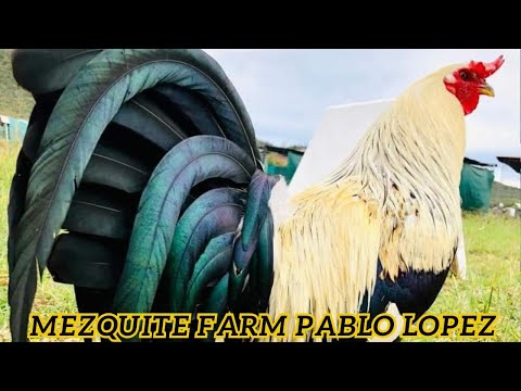 Larry Romero Yellow Leg Raptor Sweater Grey Kelso Albany | Mezquite Farm Pablo Lopez Beautiful Birds
