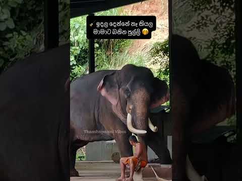 පුලා බෝලේ යැයි යැයි යැයි තමා 😅#srilanka #viralvideo #shortvideo #funny #superlike #youtubeshorts