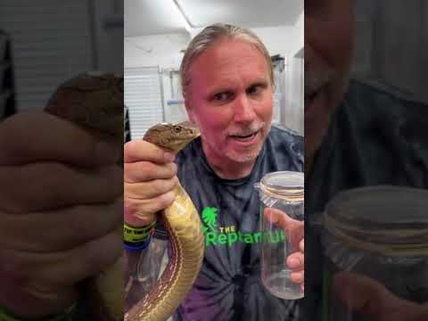 King Cobra Venom Milking! #shorts