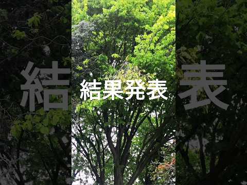 早く成長する木と争いをせずに美しく庭から隠れる方法