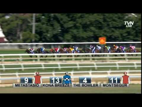 2013 Patinack Farm Blue Diamond -Miracles of Life