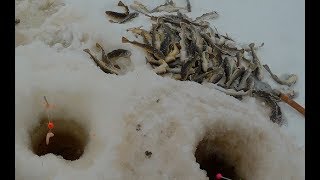 Зимняя рыбалка навага в архангельске