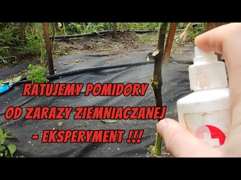 Ratujemy Pomidory od Zarazy - Eksperyment - Które odmiany pierwsze zachorowały?