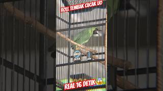 Download lagu ROLL TEMBAK BURUNG CUCAK IJO INI 16 DETIK TANPA PUTUS REAL 🔥 #kicaumania #cucakijojuara #cucakijo mp3 Download lagu ROLL TEMBAK BURUNG CUCAK IJO INI 16 DETIK TANPA PUTUS REAL 🔥 #kicaumania #cucakijojuara #cucakijo mp3