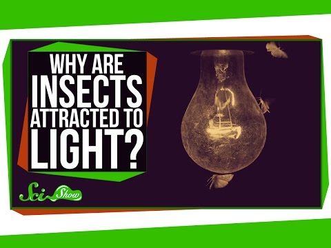 YouTube video about: How do bugs get into light fixtures?