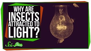Why are Insects Attracted to Light?