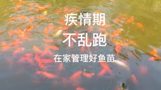 疾情期，不刮跑，在家管理好鱼苗