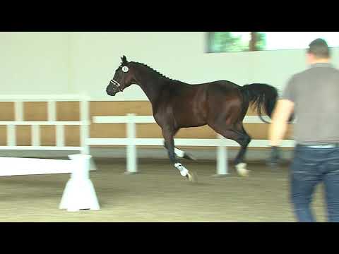 29. Mecklenburger Körtage - Kat.Nr. 58 Hengst v. Comme il faut